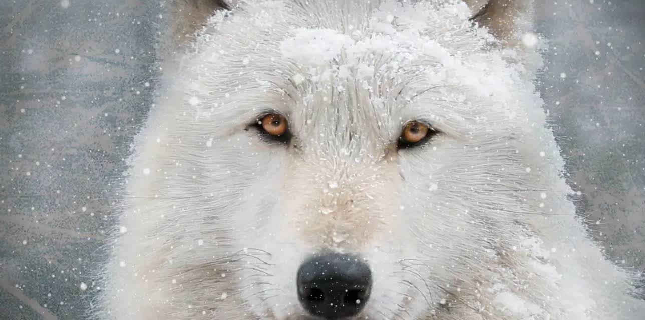 Arctic Wolf Pack (2022)