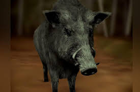 Animal Planet Presents Season 1: The Hunt for Hogzilla