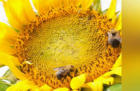 Fundamentals of Photography: Light III--Introduced Light