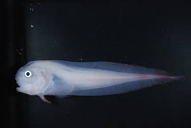 01:15: Extreme der Tiefsee | ZDFinfo | 4/11 2026