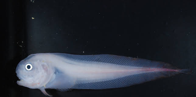 13:40: Extreme der Tiefsee | ZDFneo | 11/2 2025