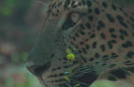 Survival of the Beast, Season 1: Leopard