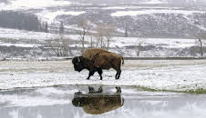 Yellowstone - Park der Extreme (2/2)