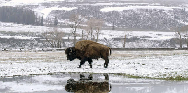 13:15: Yellowstone - Park der Extreme (2/2) | Arte | 1/11 2026