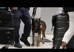 Especial Alerta Aeropuerto: Brasil: Incautaciones sorprendentes