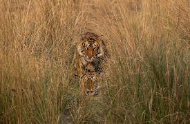 Big Beasts: The Tiger