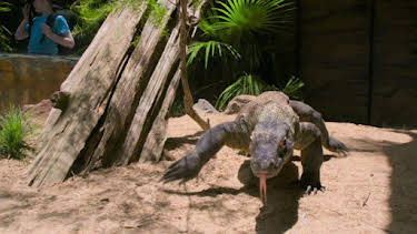 2:00 PM: Crikey! It's the Irwins (S1) | Discovery Channel | 6/11 2026