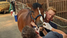 Praxis Dr. Dreesen - Ein Hof für Tiere