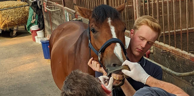 21:10: Praxis Dr. Dreesen - Ein Hof für Tiere | Sat1 Gold | 3/12 2026