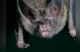 Secrets of the Rainforest: The Cost of Love