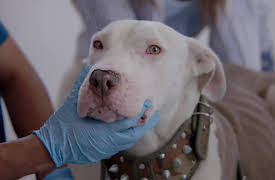 La loca de los perros season-1: La loca de los perros - Spike