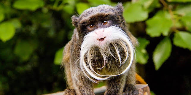 9:55 AM: The Zoo (S1) | CBBC | 11/20 2025