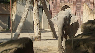 10:35: Elefant, Tiger & Co. (355) | MDR Fernsehen | 4/9 2026