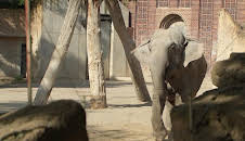 Elefant, Tiger & Co. (355)