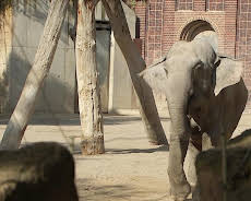 Elefant, Tiger & Co. (358)