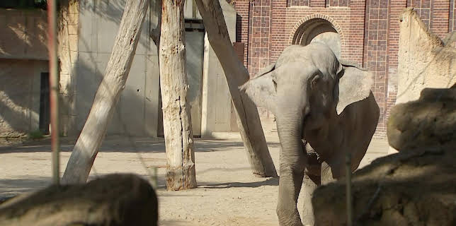 10:35: Elefant, Tiger & Co. (339) | MDR Fernsehen | 3/16 2026