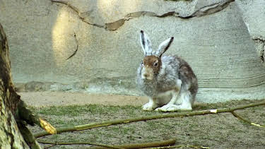 17:10: Seehund, Puma & Co. (153) | Radio Bremen | 5/4 2026