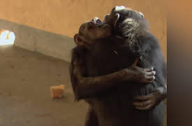 Escape to Chimp Eden Season 1: -7