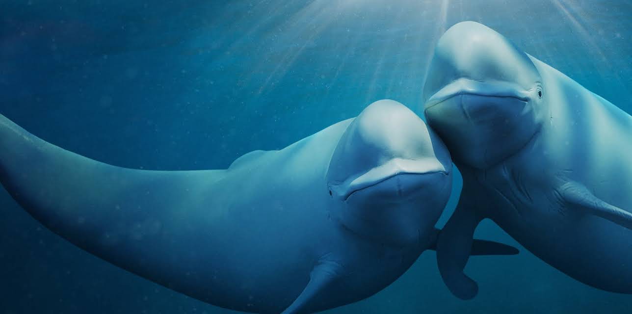Our Oceans