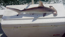 United Sharks of America