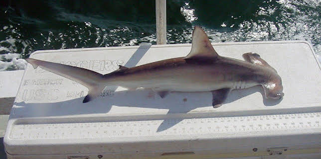 14:35: United Sharks of America | ProSieben Maxx | 12/24 2025