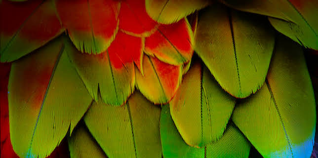 Life in Colour with David Attenborough