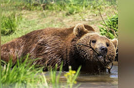 Project Grizzly Season 1: What About Bob?