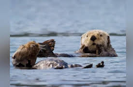 Spy in the Wild: Spy in the Wild, Intelligence