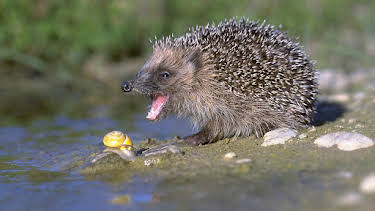 5:00 PM: The Life of Mammals (S1 E2) (S1) | Yesterday | 12/7 2025