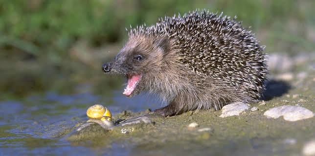 4:00 PM: The Life of Mammals (S1 E2) (S1) | Yesterday | 12/7 2025