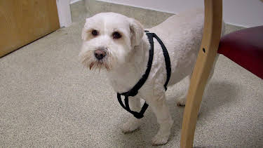 4:00 PM: The Supervet: Noel Fitzpatrick (S3 E11) (S3) | W | 4/14 2026