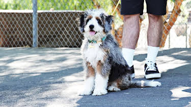 15:35: Cesar Millan: Better Human Better Dog - Bessere Menschen, bessere Hunde | Sixx | 4/19 2026