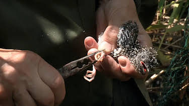 11:30: NaturNah: Zum Kuckuck nochmal | NDR Fernsehen | 4/28 2026