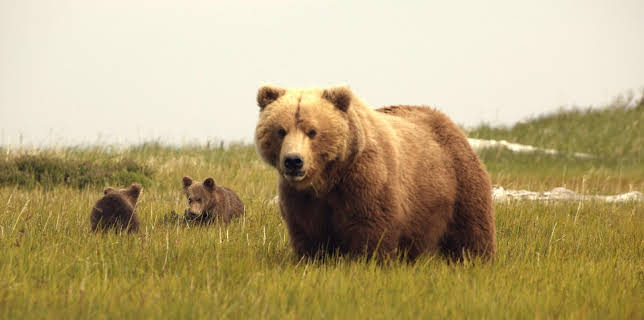 13:15: Alaskas Bären | MDR Fernsehen | 2/7 2026