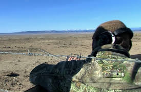 Predator Nation: Colorado Coyote 2