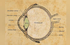 The History and Achievements of the Islamic Golden Age: Cairo, al-Haytham, and the Book of Optics