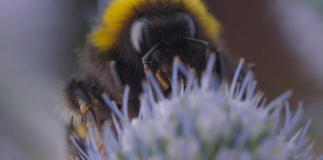 12:10 PM: Teeny Tiny Creatures (S1) | Cbeebies | 11/18 2025