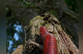 World's Weirdest Season 1: Strange Love