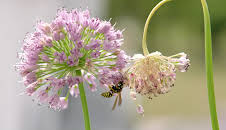 Schnittgut. Alles aus dem Garten