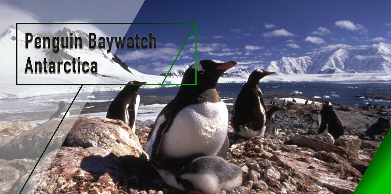 Penguin Baywatch - Antarctica (2025)