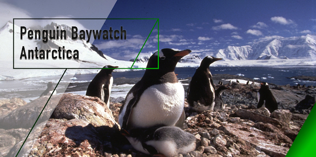 Penguin Baywatch - Antarctica (2025)