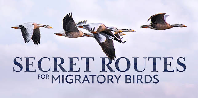 Secret Routes for Migratory Birds (2026)