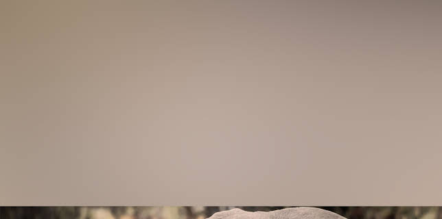 Mkomazi: Return of the Rhino (2003)