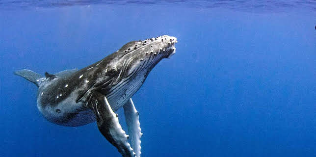 4:15 PM: Natural World | BBC Two | 11/7 2025