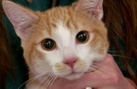 Dr. Jeff Rocky Mountain Vet Season 1: Rocks and Crocs