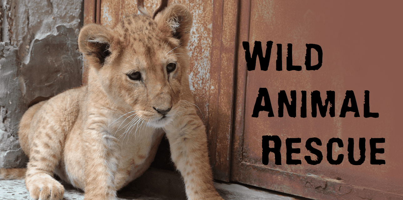 Wild Animal Rescue