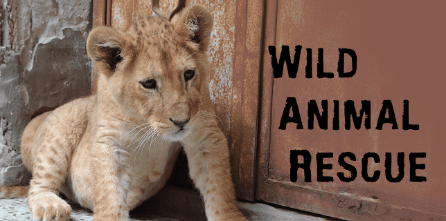 Wild Animal Rescue