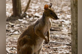 Great Barrier Reef - A Living Treasure | Narrated by Russell Crowe: Coral Coast