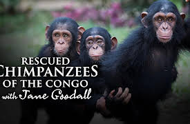 Rescued Chimpanzees of the Congo with Jane Goodall: Making Friends