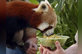 Wild Times: Ravi the Red Panda